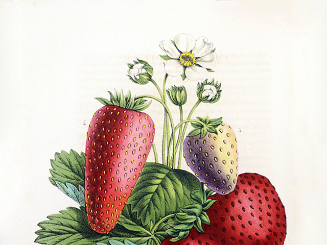 Berries from the book "La Belgique Horticole"