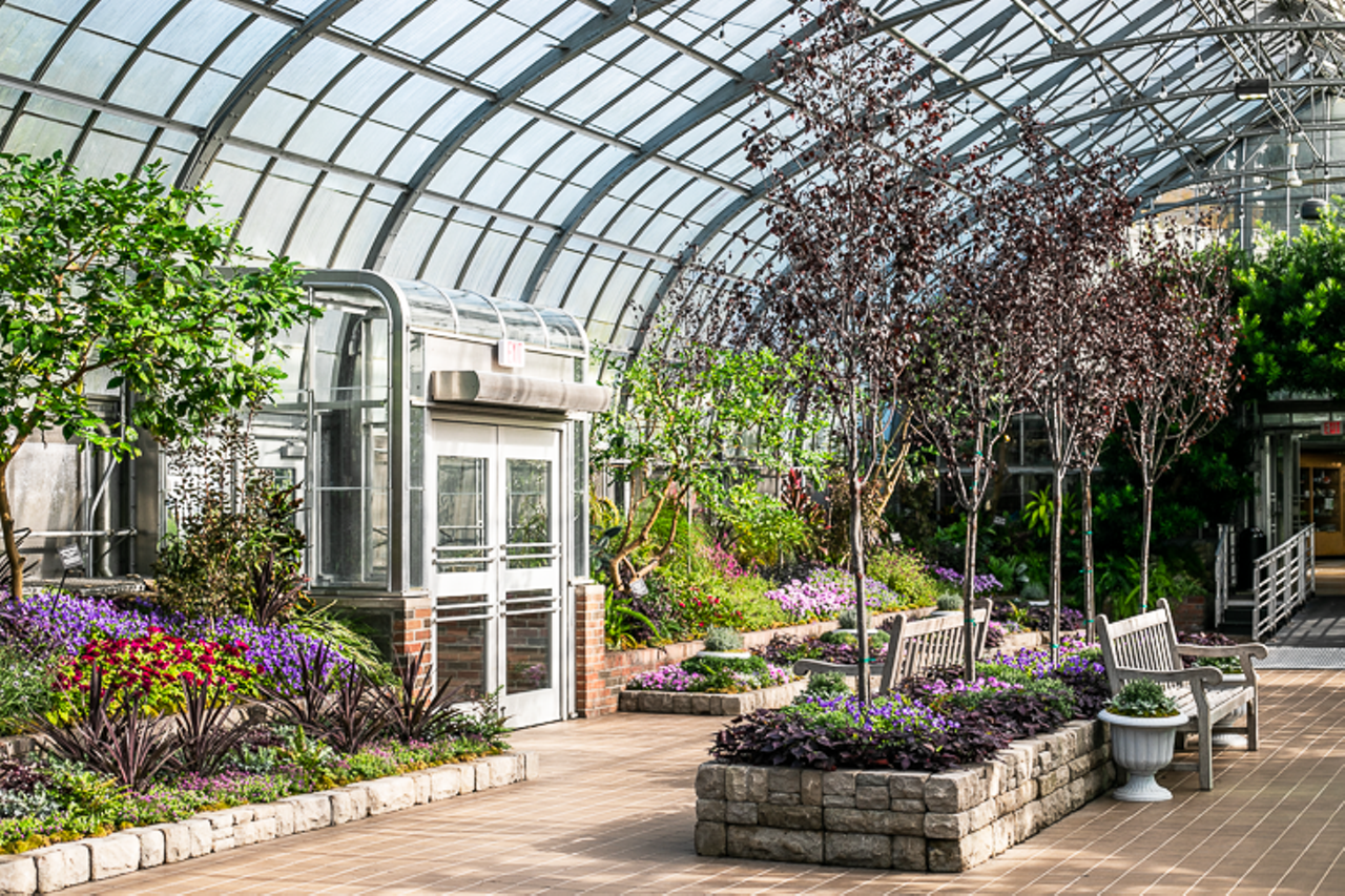 The "Plum Gorgeous" Fall Floral Show Transforms Krohn Conservatory into a Violet Delight