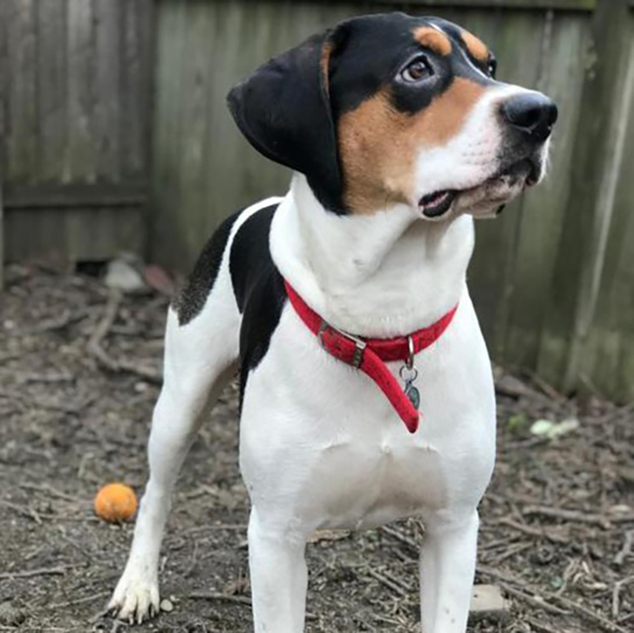 Jesse James
Age: 1 year old | Breed: Treeing Walker Coonhound | Sex: Male | Rescue: Dream House Rescue 
Photo via dreamhouserescue.org