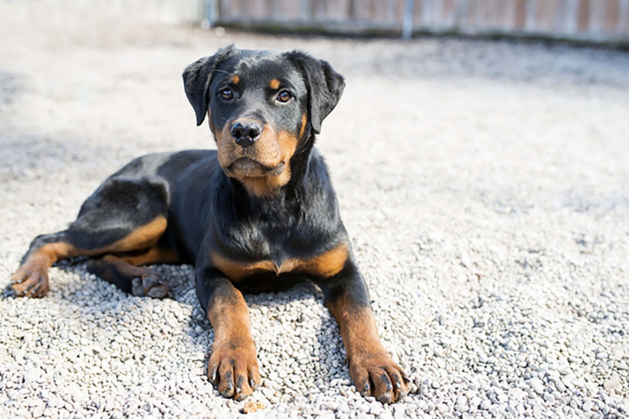 Amelie 
Age: 5 months / Breed: Rottweiler Mix / Sex: Female / Rescue: Save the Animals Foundation
Photo via staf.org