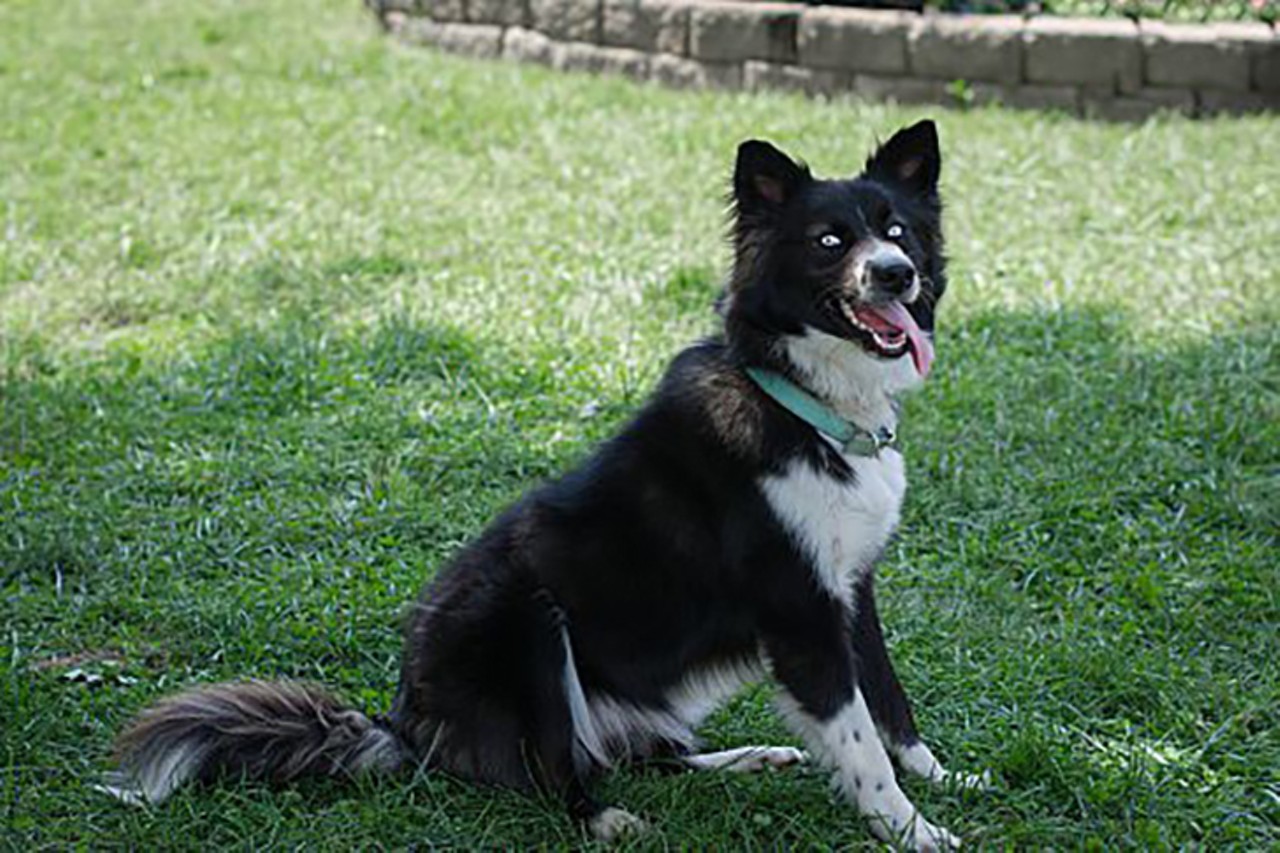 Haley
Age: 2 years old | Breed: Border Collie/Australian Shepherd Mix | Sex: Female | Rescue: HART 
Photo via rescueahart.org