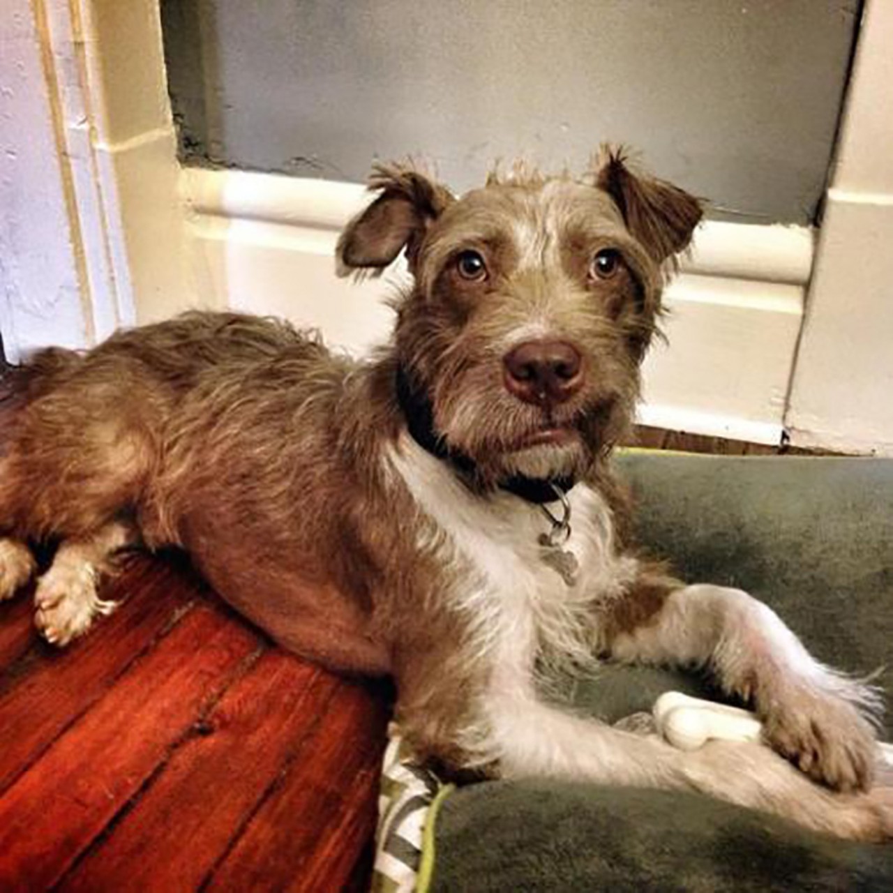 Murphy
Age: 7 years old | Breed: Wirehaired Pointing Griffon Mix | Sex: Male | Rescue: Dream House Rescue 
Photo via DreamHouseRescue.org