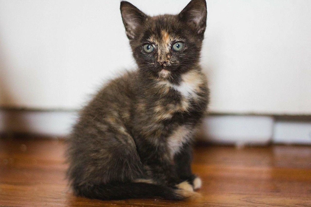 Blossom
Age: 3 months old | Breed: Domestic Shorthair | Sex: Female | Rescue: Louie&#146;s Legacy 
Photo via louieslegacy.org