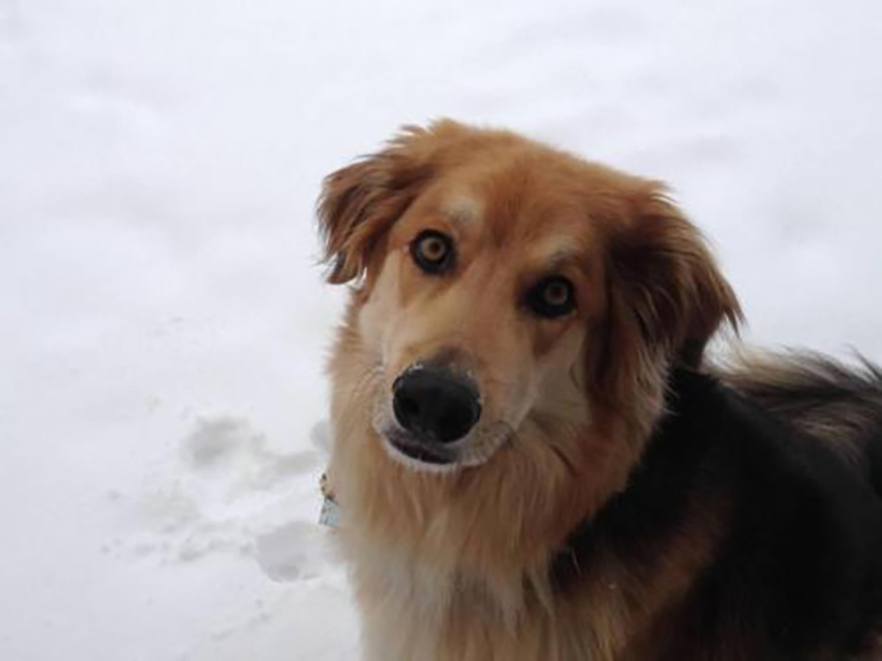 Hugo
Age: 8 years old | Breed: Shepherd/Collie Mix | Sex: Male | Rescue: Dream House Rescue 
Photo via dreamhouserescue.org