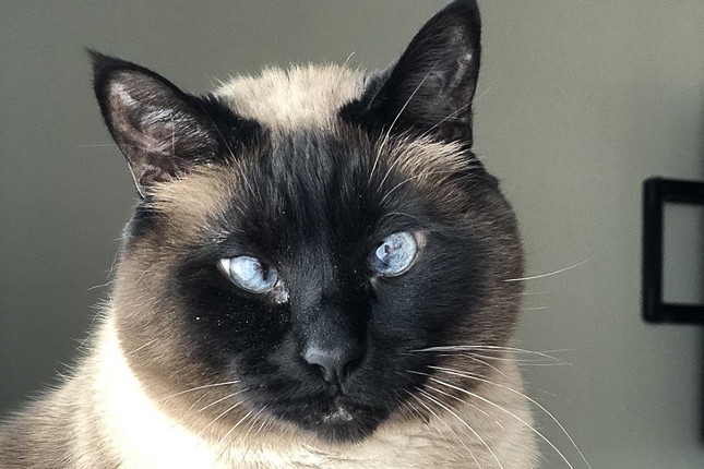 Appa
    Age: Adult / Breed: Siamese / Sex: Male / Rescue: Hart Animal Rescue
    Photo via rescueahart.org