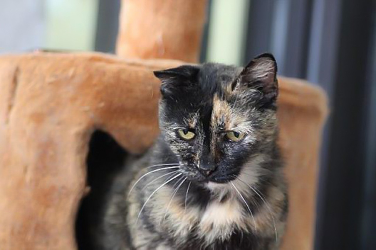 Alberta
Age: Adult / Breed: Domestic Short Hair / Sex: Female / Rescue: Ohio Alleycat Resource
Photo via ohioalleycat.org