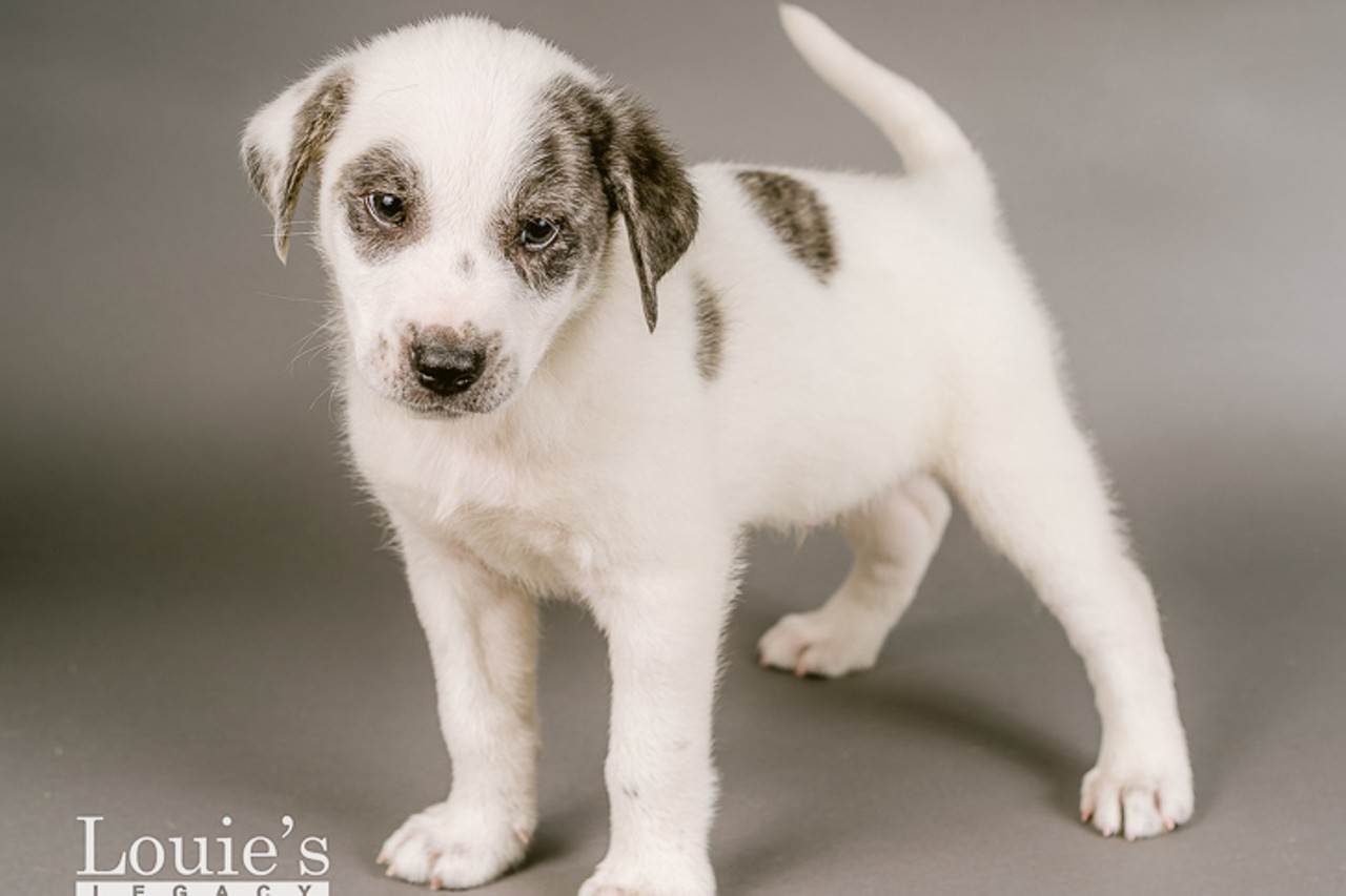 Dragon
Age: 2 Months / Breed: Great Pyrenees, Border Collie Mix / Sex: Male / Rescue: Louie&#146;s Legacy
Photo via louieslegacy.org