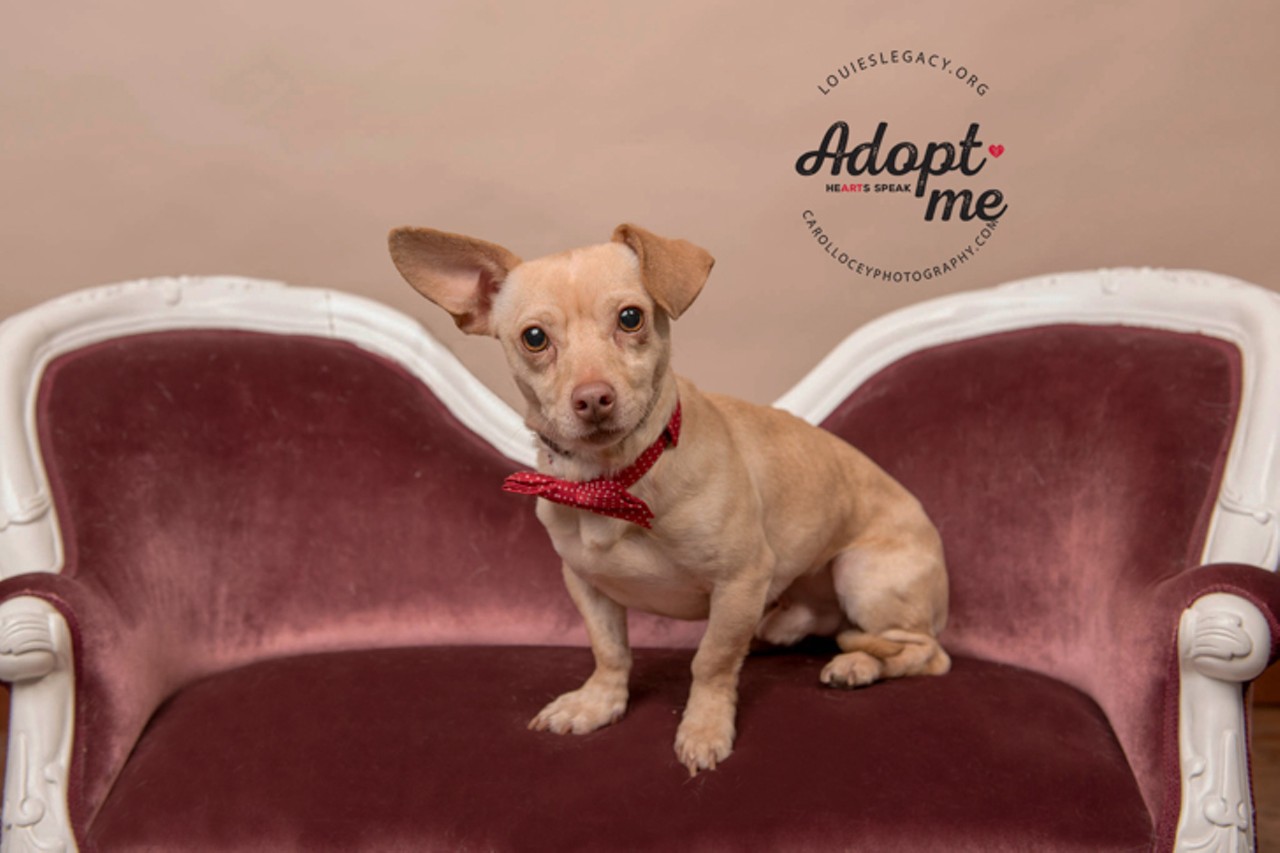 Dean
Age: 2-3 Years / Breed: Chihuahua, Dachshund Mix / Sex: Male / Rescue: Louie&#146;s Legacy Animal Rescue
Photo via louieslegacy.org