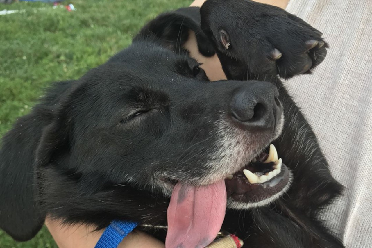 Sam
Age: 5 Years / Breed:  Black Labrador Retriever, American Bulldog Mix  / Sex: Male / Rescue: Hart Animal Rescue
Photo via Hart Animal Rescue