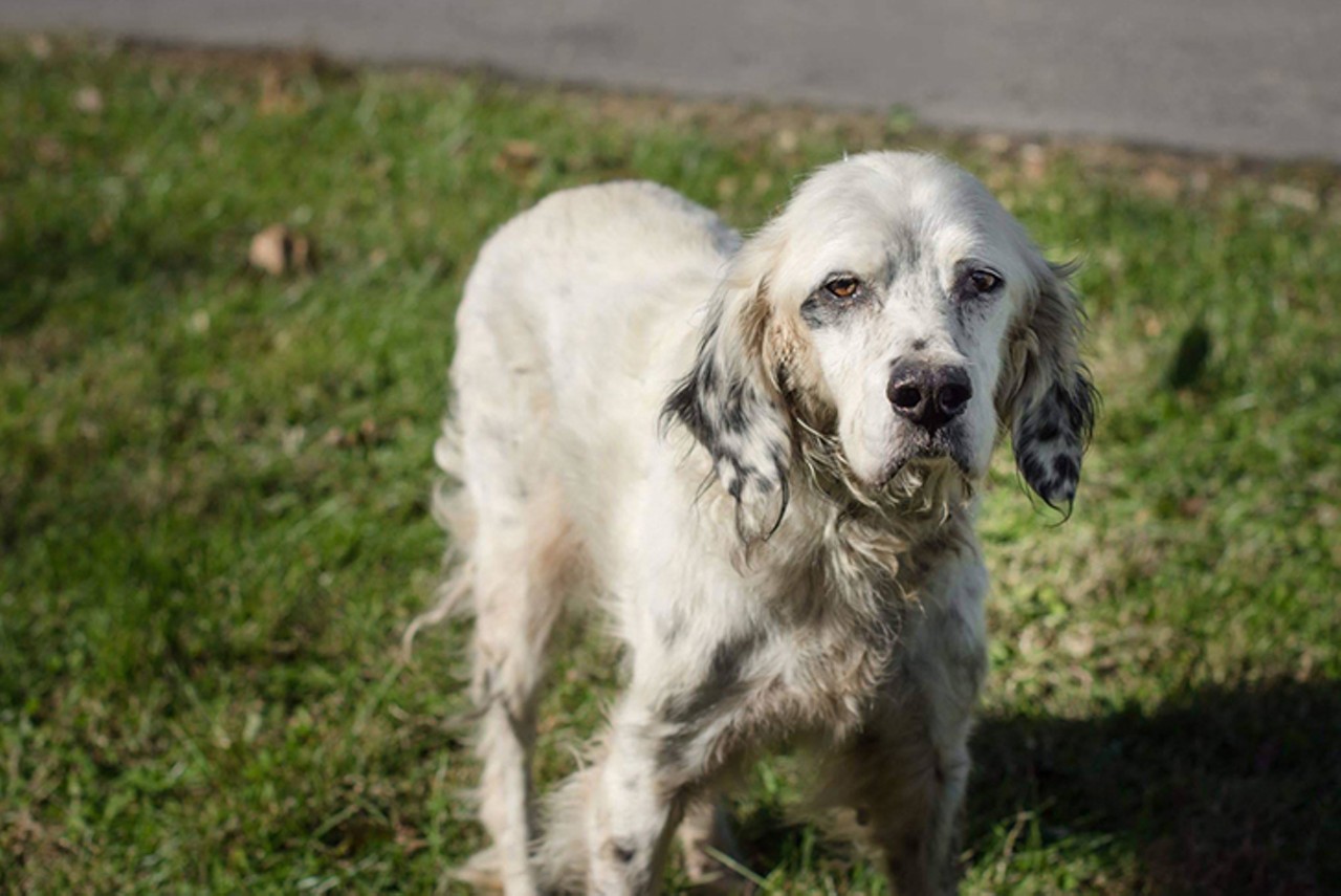 Setter 
Age: 5 years / Breed: English Setter and Spaniel Mix  / Sex: Male / Rescue: Hart Animal Rescue 
Photo via rescuehart.org