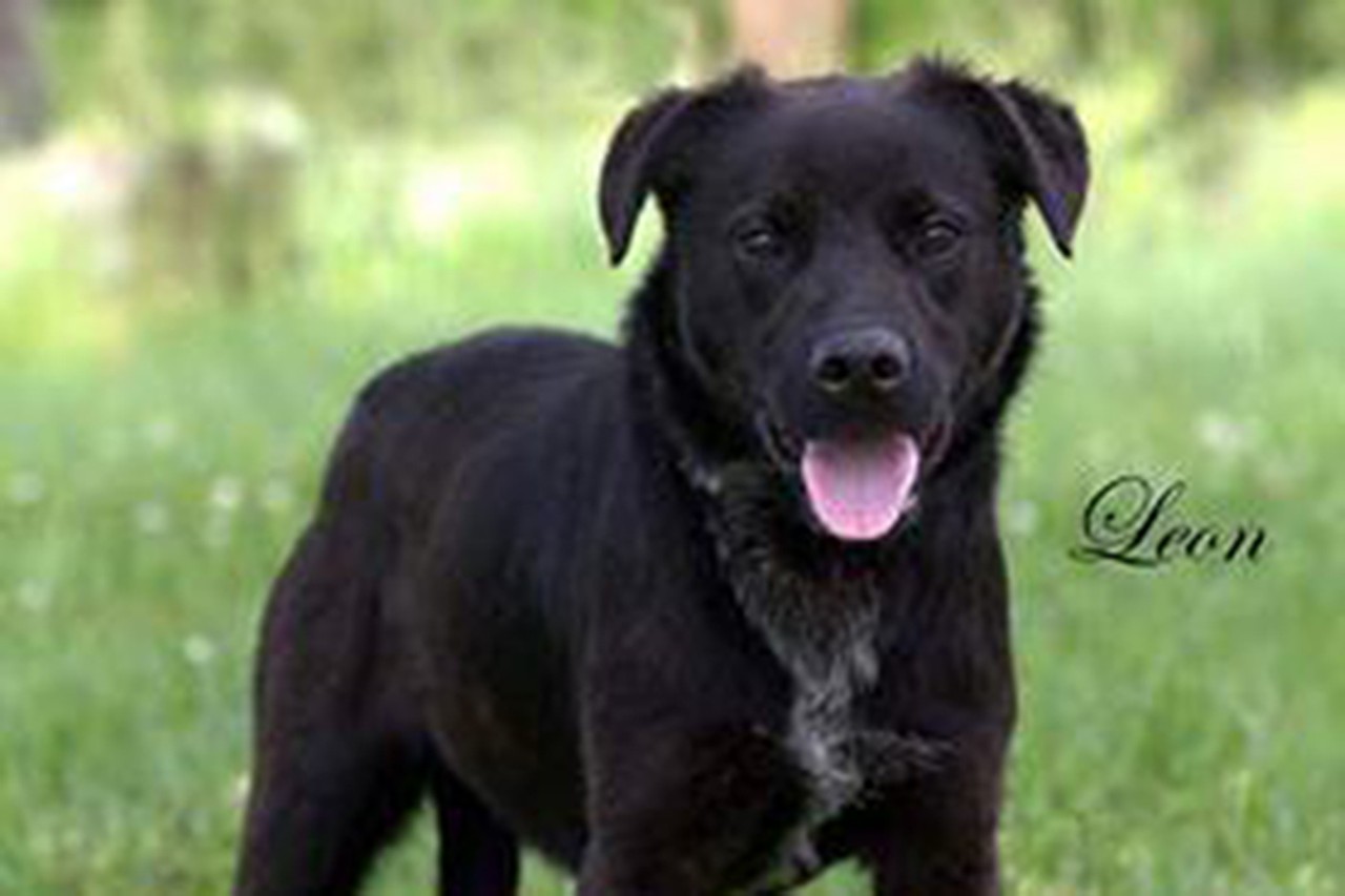 Leon
Age: 2 Years Old / Breed: Retriever, Labrador / Sex: Male / Rescue: SAAP
&#148;Hello!
Meet sweet boy Leon, a black lab/retriever mix who is about 2 years old.
He loves walks, playing fetch, and hanging out with the neighbor dogs. He knows the command sit and we are working on a few others. He's a very smart boy, and he gives the best hugs!
He is fine around my cat. I think he would love a home with other dogs who like to play, or at least have ample opportunity to play with other dogs.&#148;
Photo via adoptastray.com