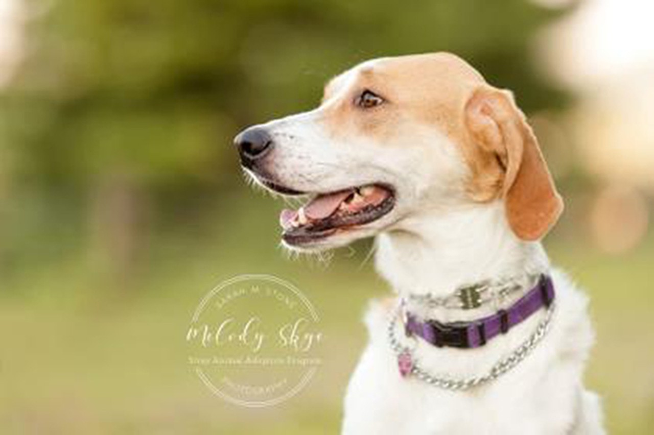  Melody Skye
Age: 4 Years Old / Breed: Hound / Sex: Female / Rescue: SAAP
&#148;Melody Skye is a sweet hound mix who has been looking for her forever home for a couple years with SAAP. Melody Skye loves to chase a frisbee and is a champ at playing keep away! She loves to go on walks and be with her people. She is crate trained and house trained like a good doggie. A fenced in yard would be great for Skye, but she can climb over some fences and should not be left in the yard alone.
Melody Skye is looking for a special adopter who will help continue her training. This precious girl was frightened when fireworks were lit in the neighborhood and as a result became reactive to other dogs. Because of this, Skye needs to be the only pet. Skye has been professionally trained by Tori Roser at Pawlished Dog Training. Her future home would get a free follow up visit with Tori to learn the skills she has been taught. Tori is also there in case her new home has questions as Melody adjusts to her new life.
Overall, Melody Skye would be perfect for a home looking to add a companion who is ready to start having adventures!&#148;
Photo via adoptastray.com