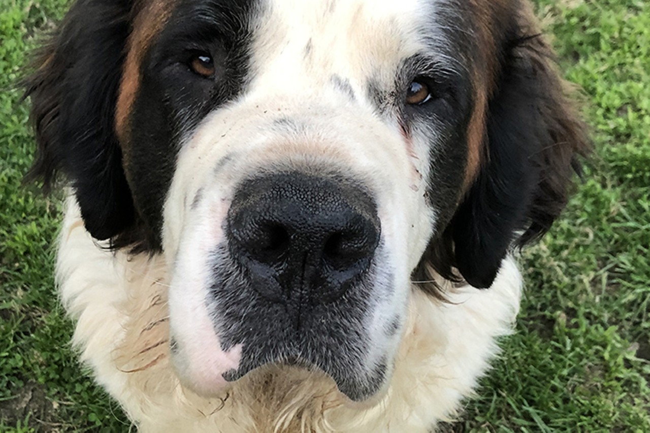 Flapjack
Age: 2 years old / Breed: Saint Bernard / Sex: Male / Rescue: Louie&#146;s Legacy
"Meet Flapjack! This 2 year old, 130 pound hunk of love is ready and waiting to find the loves of his life! This sweet boy is a purebred Saint Bernard. He is fostered with other dogs and with kids. While this friendly guy doesn't have a mean bone in his body, he is far too interested in small animals, so he should definitely go to a cat and chicken free home! Flapjack loves a good game of fetch and a romp around the backyard, but sometimes he loves to explore the world outside of his yard, so Flapjack will need a family dedicated to constantly watching him while he is outside, so he doesn't slip under a fence and take a neighborhood stroll. Flapjack lived outside before coming to rescue, but he quickly learned to love the indoors - especially the couch!"
Photo via Louie&#146;s Legacy