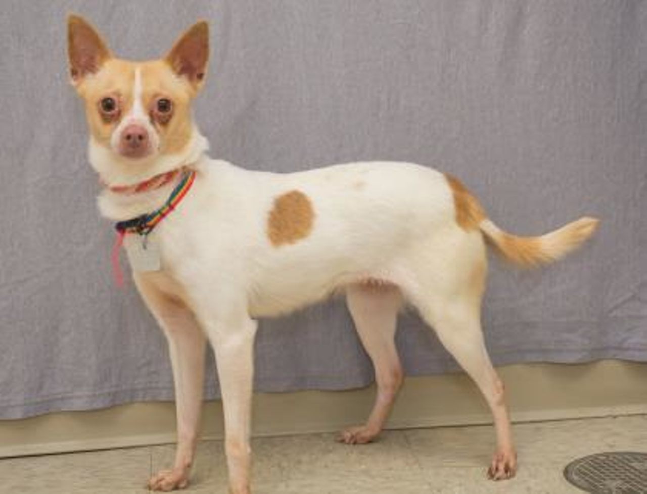 Elsa | Shelter: Animal Friends Humane Society | Email: animalfriendshs@butlercountyohio.org | About: Elsa is a very sweet little lady. She has been with the shelter since January 2018. She is very nervous and it takes time for her to warm up to people. Like every Chihuahua, she picks people that she likes the best and sticks with them.