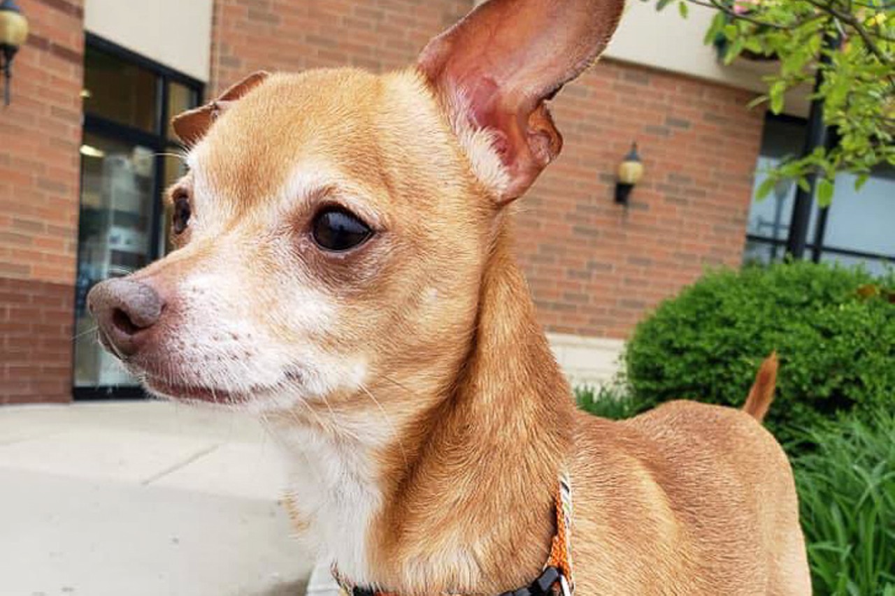 Caramel
Age: Adult / Breed: Chihuahua / Sex: Male / Rescue: Hart Animal Rescue
Photo via rescueahart.org