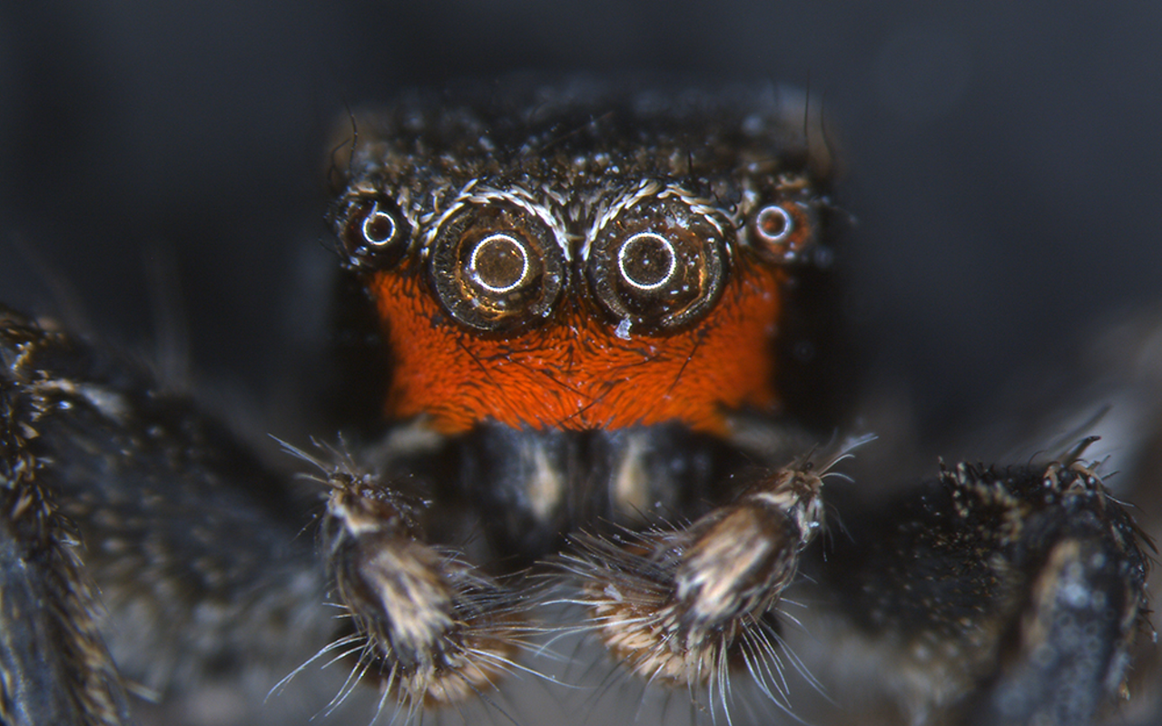 The Habronattus coecatus male face is black, red and tan — a thin line starts at the ventral/bottom edge of the carapace and goes to the two sides of the face, before the chelicerae/fangs start.