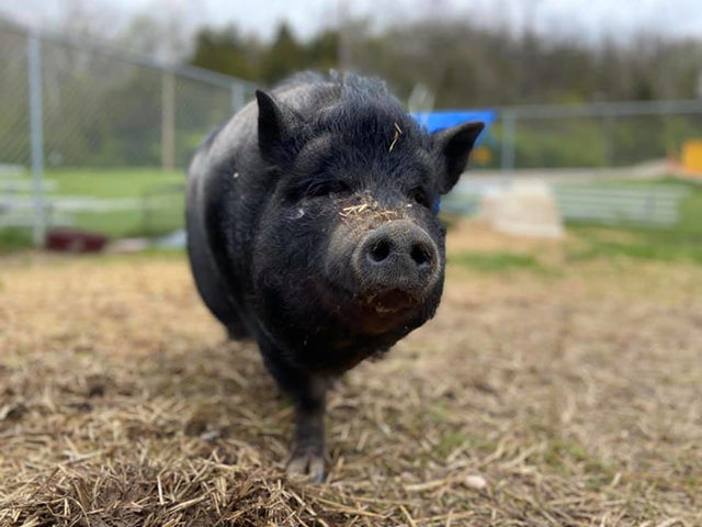 Kate the potbellied pig