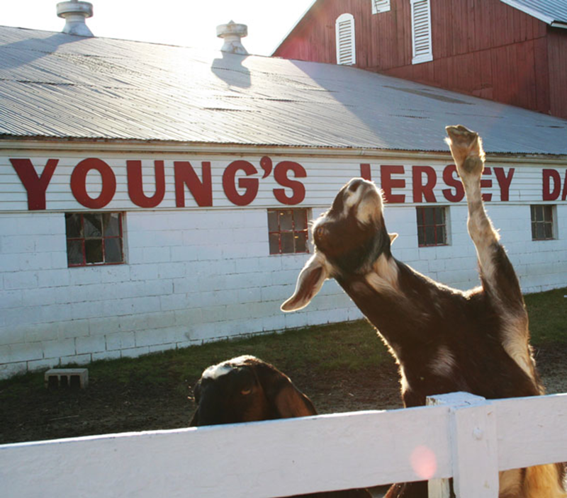 A resident goat at Yellow Spring's Young's Jersey Dairy