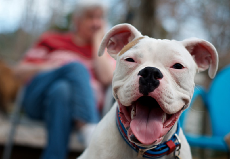City Council Could Repeal Breed-Specific Law Soon