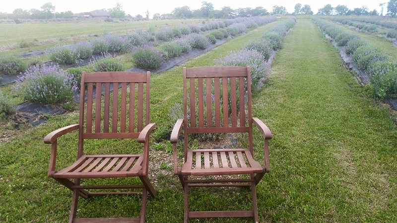 Pick Your Own Lavender and Eat Lavender-Infused Foods at Martinsville, Ohio's Summer Solstice Lavender Festival