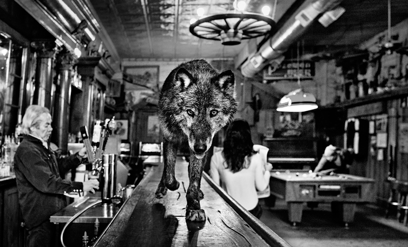 “The Wolf of Main Street” - PHOTO: David Yarrow