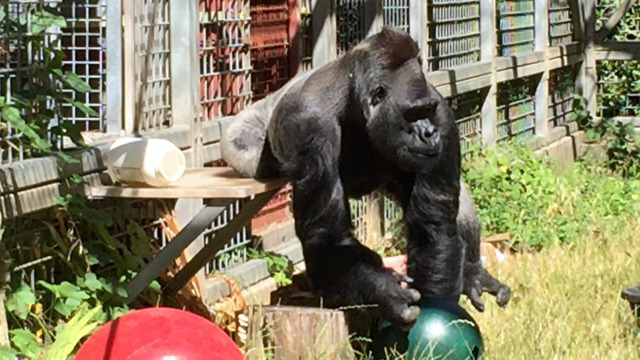 Ndume the gorilla - Ron Evans/Cincinnati Zoo and Botanical Gardens