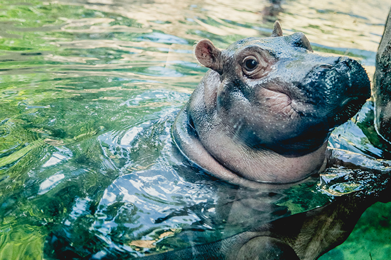 Fiona the Hippo - Hailey Bollinger