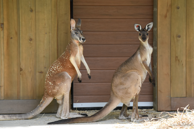 Seriously. Look at these kangaroos. Boop that one on the right. - Photo: Lisa Hubbard