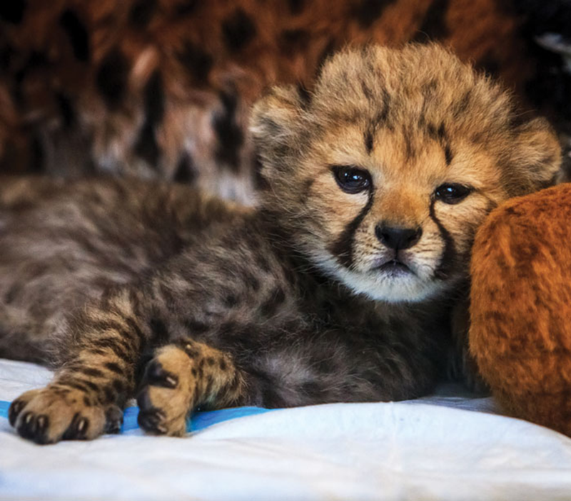 See the zoo's cheetah cubs in the Nursery throughout May.