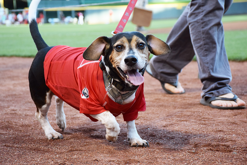 Bring Your Dog to a Reds Game During Bark in the Park