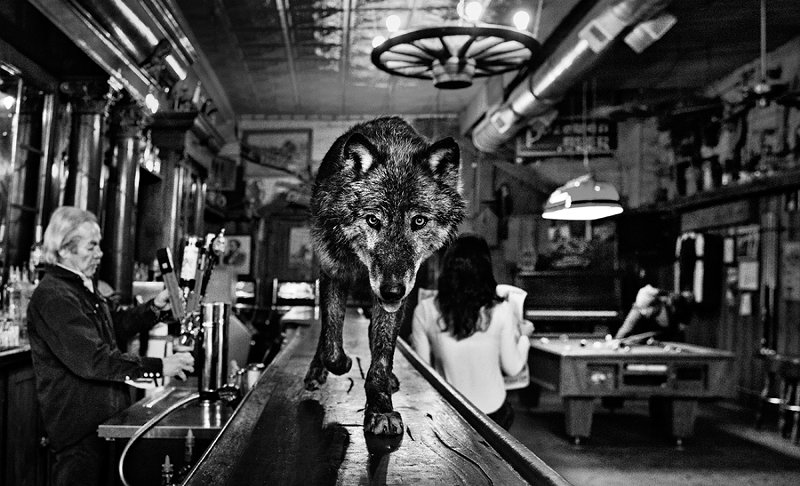 "Wolf of Main Street" - Photo: David Yarrow