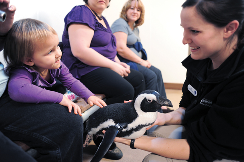 Madyson Winans, granddaughter of Karen Faddis, has an encounter with a South African penguin.