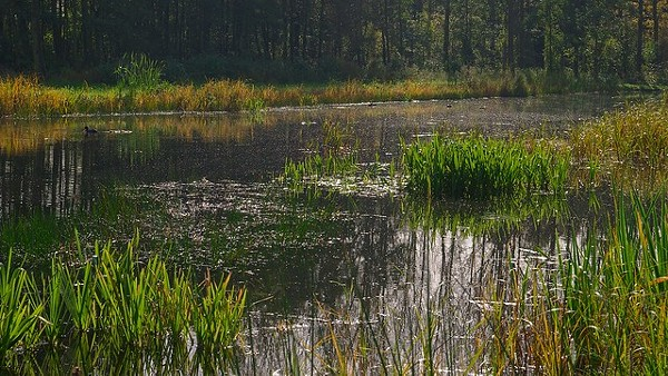 Opponents Fight Medical Campus Plan on Ohio Wetland Site