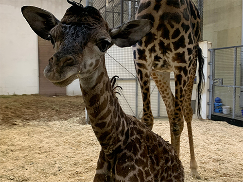 The zoo's new giraffe, Kimba and Cece's calf - Photo: Provided by the Cincinnati Zoo