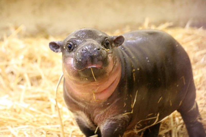 Pygmy hippo Obi was recently born at Australia's Melbourne Zoo.
