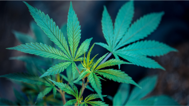 Cincinnati City Council Set to Vote on Dueling Marijuana Decriminalization Ordinances