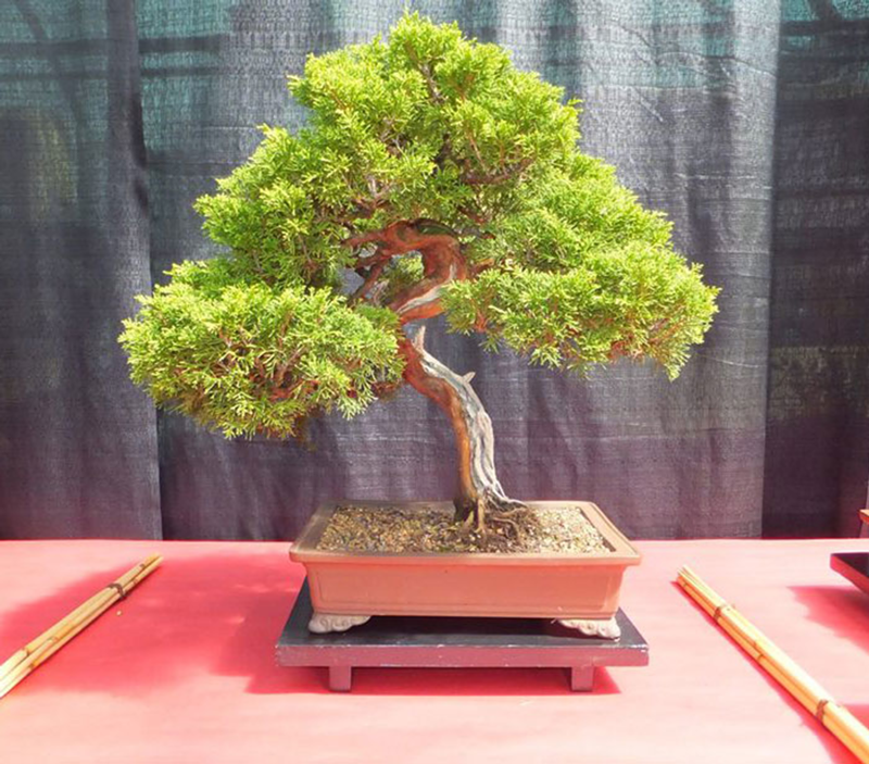 Bonsai Show and Competition
