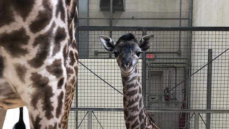 Honestly, we stan Fennessy. - Provided by the Cincinnati Zoo and Botanical Garden