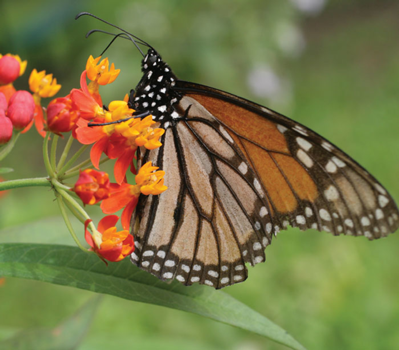 Milkweed to Monarchs