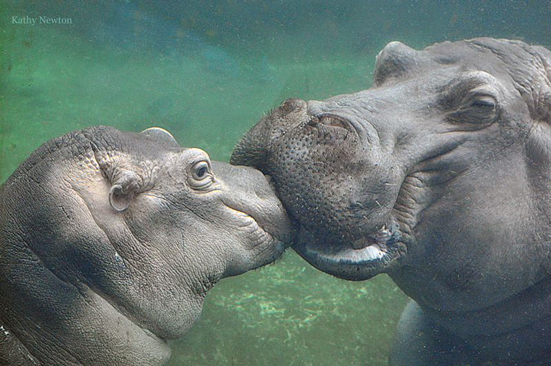 Fiona kisses her mom, Bibi - Photo: Kathy Newton