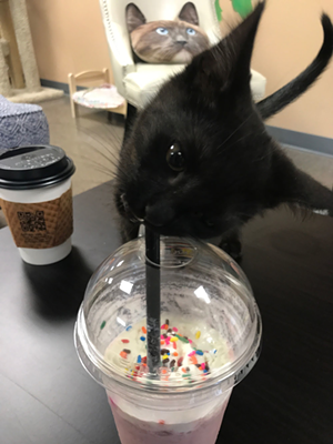 Interns at Lunch: Kitty Brew Cat Café
