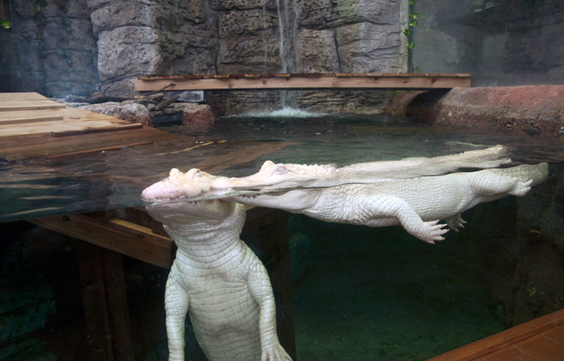 White Alligators