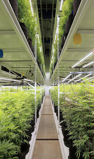 Inside one of Galenas Medical Cannabis Cultivation Facility's growing rooms. - COURTESY OF URBAN GREEN DESIGNS