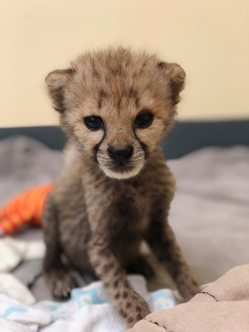 Kris the cheetah cub - PHOTO: PROVIDED BY THE CINCINNATI ZOO / ANDIE HAUGEN