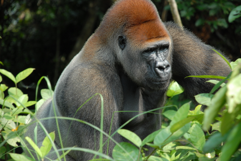 Long live the Gorilla Channel. - Photo: Pierre Fidenci
