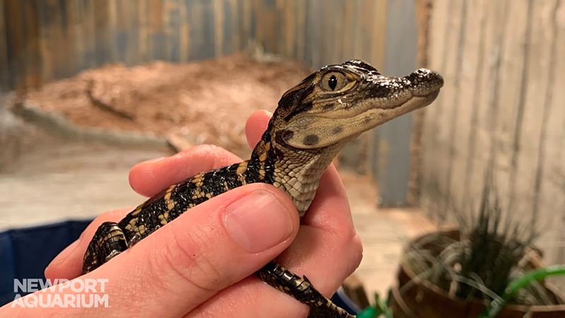 Hello, tiny alligator baby - Photo: Provided by the Newport Aquarium