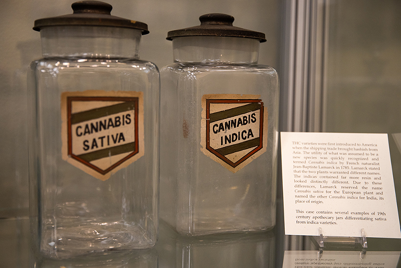 Sativa and Indica were two of the primary strains of cannabis in the U.S. in the 1800s - Photo: Hailey Bollinger