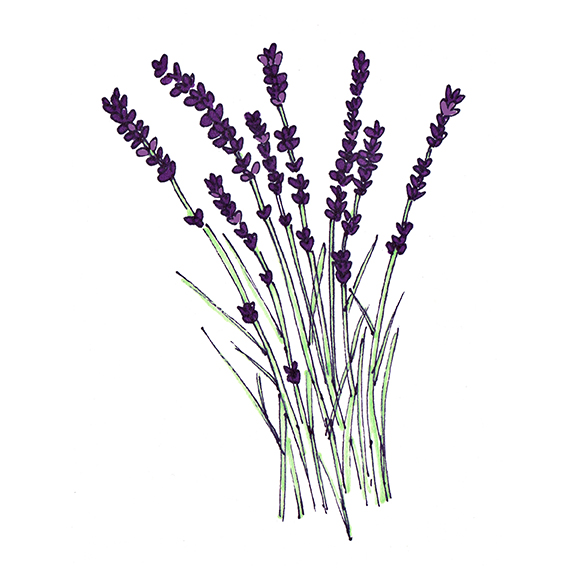 Lavender - Illustration: Hailey Bollinger