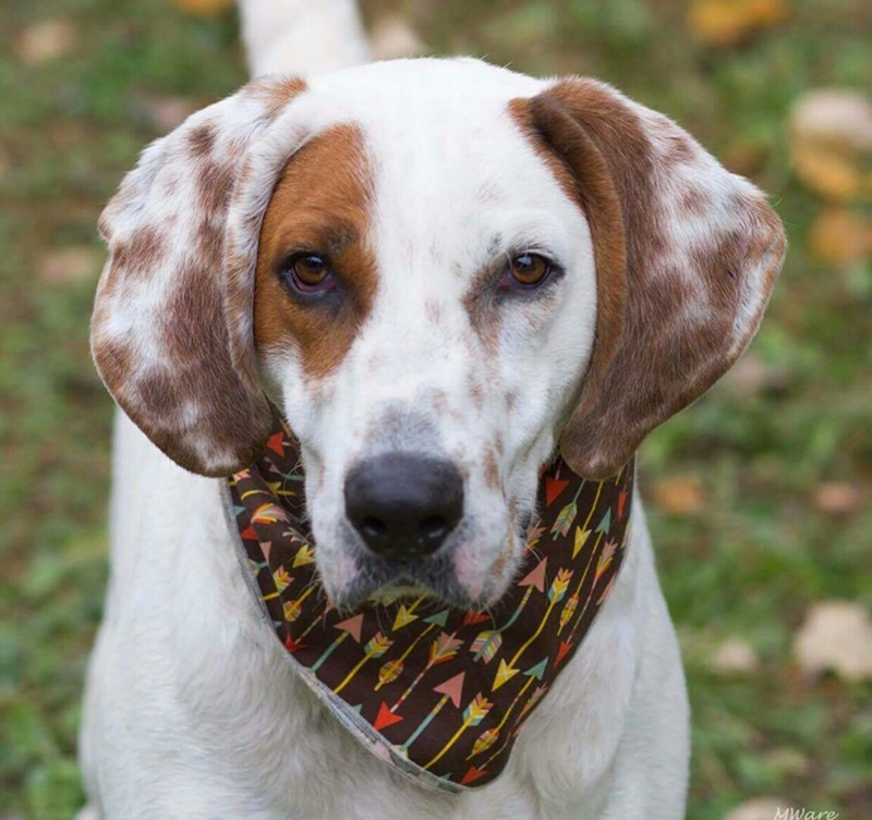 An adoptable doggo - Photo: Louie's Legacy