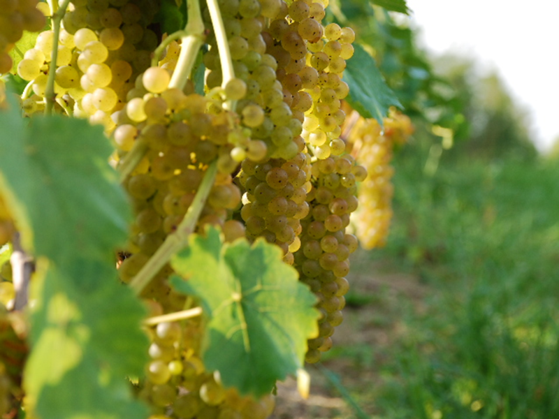 Camp Springs Vineyard grapes